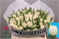 Тюльпан-Tulip-Du Iceberg-38cm-36gr 375f5a26-e508-11ee-0a80-03d7002f96f1