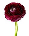 Ранункулус-Ranunculus-Burgundy-45cm-IS 376c4546-3a0a-11ef-0a80-08af003b2137