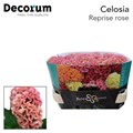 Целозия-Celosia-C Reprise Rose-75cm 37718a5b-bfa6-11ec-0a80-0b4c0008a1a4