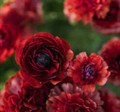 Ранункулус-Ranunculus-Chocolate-35cm-IS 3774b172-3a0a-11ef-0a80-08af003b213d