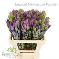 Леукадендрон-Leucadendron-Nervosum Purple-60cm 3779b9c4-e508-11ee-0a80-03d7002f96f7