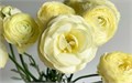 Ранункулус-Ranunculus-Cream-40cm-IS 377ce00e-3a0a-11ef-0a80-08af003b2143