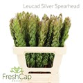 Леукадендрон-Leucadendron-Silver Spearhead-60cm 377e5ae2-e508-11ee-0a80-03d7002f96fa