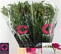 Фрезия-Freesia-Purple Rain-52cm-19gr 3782fa78-22c2-11ed-0a80-014500136cb6