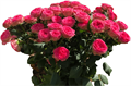 Роза куст-Rosa sp-Elisana-80cm-RS 379fb25c-3528-11ef-0a80-0cbf0009e6d1