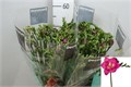 Фрезия-Freesia-Cassis-50cm-22gr 379fea8e-22c2-11ed-0a80-014500136cb9