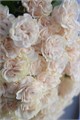 Роза-Rosa-Cotton X-Pression-50cm-PE 37a2f13a-5a93-11ed-0a80-0c9e000b81ef