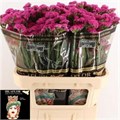 Лимониум-Limonium-S Dark Pink Char-80cm-85gr 37ad73eb-e508-11ee-0a80-03d7002f9700