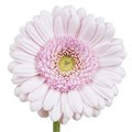 Гербера-Gerbera-Mi Bridal Kimsey-50cm 37b68056-e508-11ee-0a80-03d7002f9706