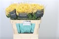 Хризантема одн-Chrysant Gr-Capriool Autumn-70cm-75gr 37ba4ac0-22c2-11ed-0a80-014500136cbc