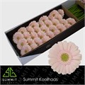 Гербера-Gerbera-Mi Alix Noor-50cm 37bb2d3a-e508-11ee-0a80-03d7002f9709