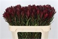 Леукадендрон-Leucadendron-Saf Sunset Dark R.-70cm 37cc1923-22c2-11ed-0a80-014500136cbf