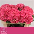 Гортензия-Hydrangea-M Glowing Alps-80cm 37df38b7-bfa4-11ec-0a80-0b4c0006bd22