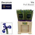 Ирис-Iris-Prof Blaauw-64cm-40gr 38007283-e508-11ee-0a80-03d7002f970d