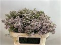 Ваксфлауэр-Chamelacium-Un Dori-70cm-50gr 3810e2ac-e508-11ee-0a80-03d7002f9713