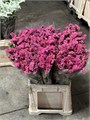 Статица-Statice-Pink 3820ad46-e508-11ee-0a80-03d7002f971c