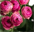 Роза куст-Rosa sp-Gissele-53cm-Ti 38213756-1a97-11f0-0a80-0c74000cb87f
