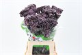 Гвоздика ст-Dianthus st-Black Molly-65cm 061cd787-bfa4-11ec-0a80-0b4c00068fcb