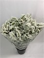 Статица-Statice-White 38253218-e508-11ee-0a80-03d7002f971f