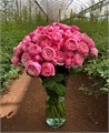 Роза куст-Rosa sp-Silva pink-53cm-Ti 383035da-1a97-11f0-0a80-0c74000cb882