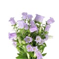 Кампанула-Campanula-M Champion Lave-75cm 3841cbbc-f48a-11ed-0a80-00f200045e37