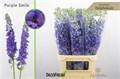 Дельфиниум-Delphinium-Du Dew Pur Smi-100cm 384e91d4-f48a-11ed-0a80-00f200045e3c