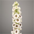 Дельфиниум-Delphinium-Du Dew Rocket-100cm 38559e01-f48a-11ed-0a80-00f200045e3f
