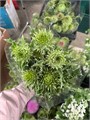 Артишок //(Краснодар) 38663222-3c85-11f0-0a80-167f000e7e55