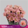 Хризантема куст-Chrysant Tr-Grand Salmon-70cm-70gr 387378c1-22c2-11ed-0a80-014500136d1d