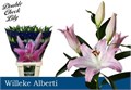 Лилия-Lilium-Willeke Albert-100cm 38854924-22c2-11ed-0a80-014500136d22