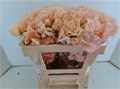 Латирус-Lathyrus-Rom Salm-55cm 388629eb-f48a-11ed-0a80-00f200045e4b