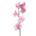Латирус-Lathyrus-Wi Sunsh Pink-50cm 388de9e5-f48a-11ed-0a80-00f200045e4f