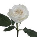 Роза-Rosa-Playa Blanca-60cm--TA 3890ac9a-6d7f-11f0-0a80-00c90015a2f9