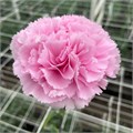 Гвоздика-Carnation-Premium Clear Water-70cm--AO 38a7a159-a431-11ef-0a80-176b0020e70d