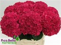 Гортензия-Hydrangea-M Mag Rubyred--80cm 38a9f6d5-2216-11ed-0a80-0d480032e4ce