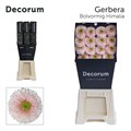 Гербера-Gerbera-Pomponi Himalia Diamond-45cm. 38b794c5-82f9-11ef-0a80-153a003957f0
