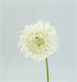 Скабиоза-Scabiosa-F Scoop White Imp-60cm 38b88b92-f48a-11ed-0a80-00f200045e5a