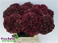 Гортензия-Hydrangea-Mag Rubyrd Cl-80cm 38d02f10-bfa4-11ec-0a80-0b4c0006be45
