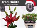Лилия-Lilium-La Du Overig-85cm 06465853-caa2-11f0-0a80-014b00012a1f
