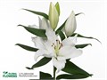 Лилия-Lilium-Severn-90cm 00402237-21f1-11ed-0a80-00fe0036c75d