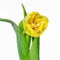Тюльпан-Tulip-Du Marie Jo-37cm-37gr 38e10127-f48a-11ed-0a80-00f200045e60