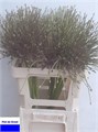 Аллиум-Allium-Schubertii-/60cm 38eb3837-346d-11ef-0a80-020a000f2cc2