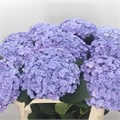 Гортензия-Hydrangea-M Beau Luxor Rs-80cm/ 38ebae7c-bfa4-11ec-0a80-0b4c0006be60