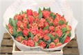 Тюльпан-Tulip-Fr Bendigo-35cm-37gr 38edc6df-f48a-11ed-0a80-00f200045e63