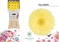 Гербера-Gerbera-Gr Full Moon Diamond--50cm 065081cd-1f4b-11ef-0a80-0290002d0064