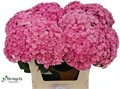 Гортензия-Hydrangea-M Beau Luxor Rs-80cm 38fa0a43-bfa4-11ec-0a80-0b4c0006be72