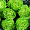 Роза-Rosa-Lemonade-50cm-PE 3903739b-bfa9-11ec-0a80-0b4c000b5016