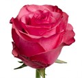 Роза-Rosa-Lola-50cm-/IS 3915356c-05b5-11f1-0a80-0332003639ab