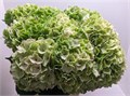 Гортензия-Hydrangea-M Mag Emeral Cl-80cm 3915fad9-bfa4-11ec-0a80-0b4c0006be96