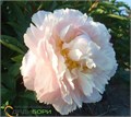 Пион-Paeonia-L Margue Gerard-50cm 3918a7de-f48a-11ed-0a80-00f200045e73